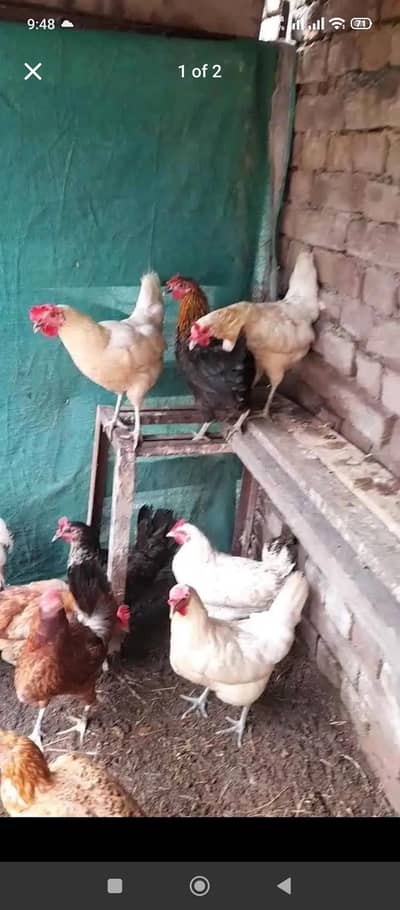 desi murgia