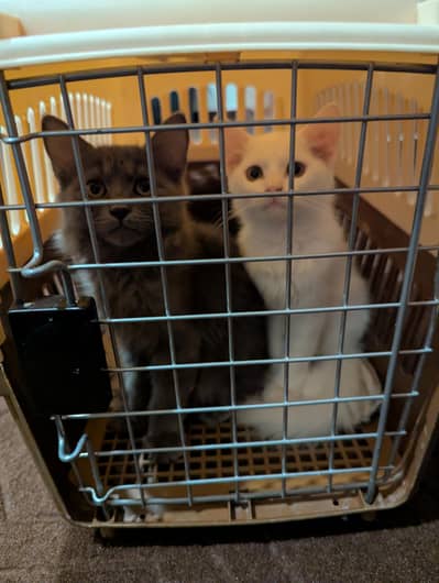 Persian cats