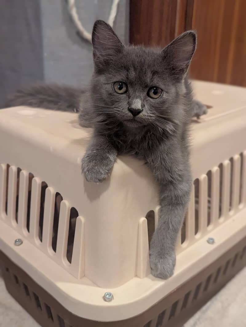 Persian cats 1
