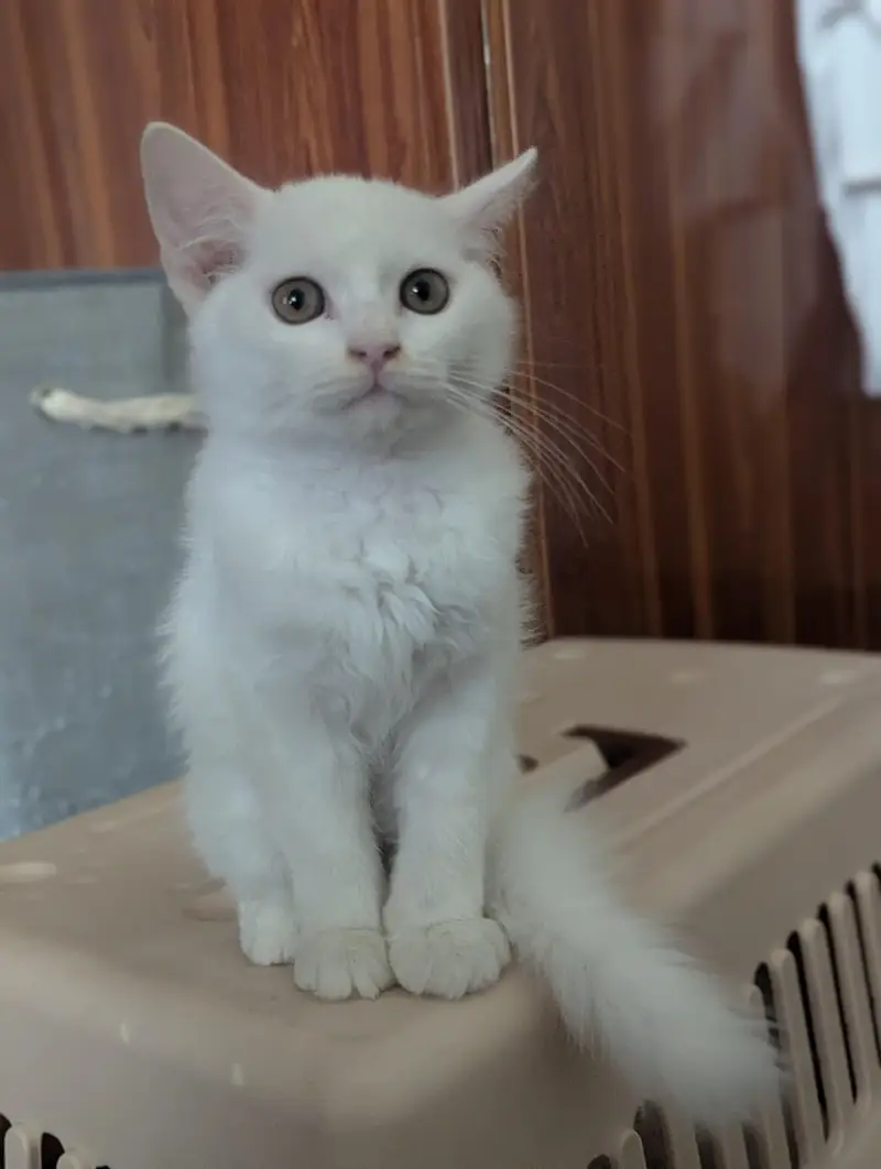 Persian cats — photo 3