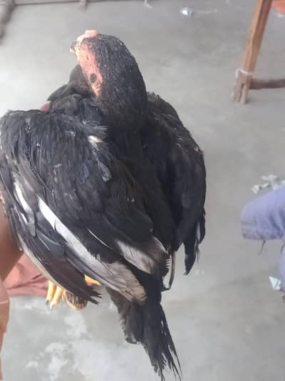 chick for sale