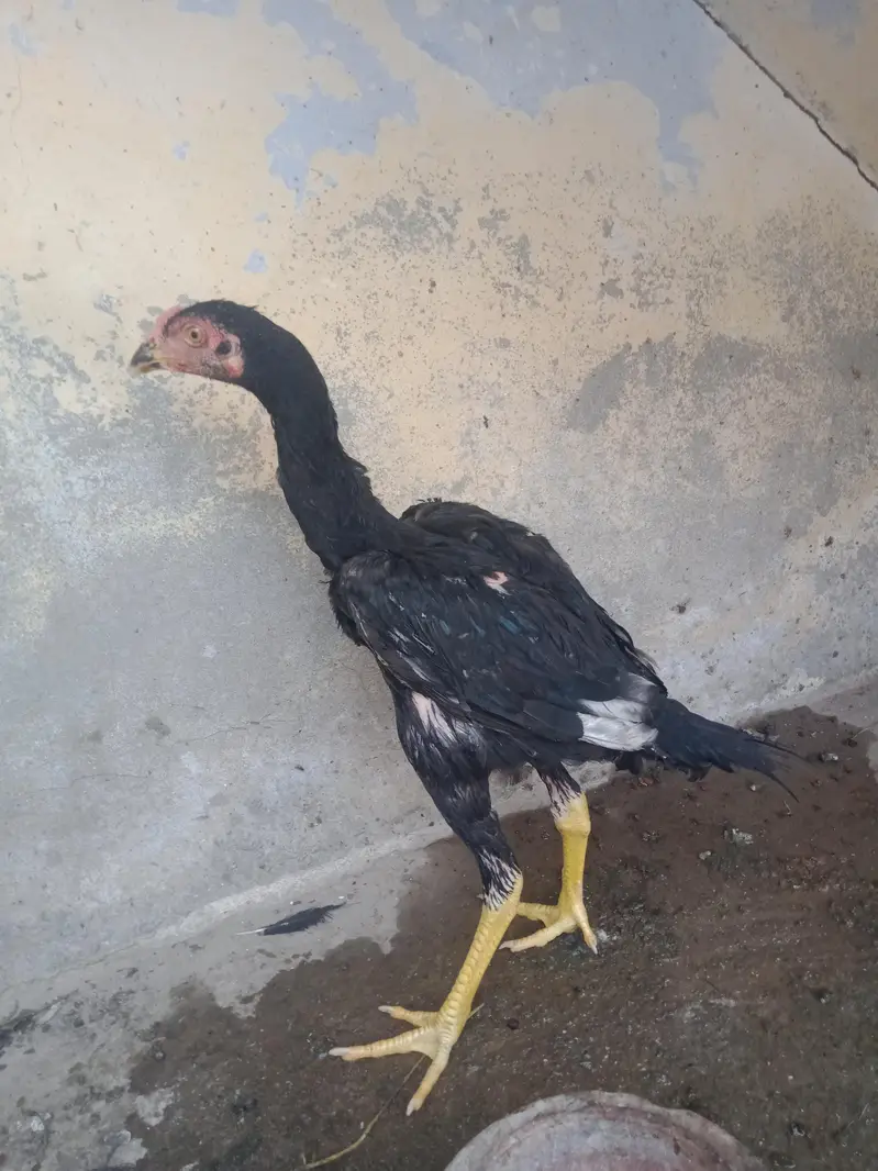 chick for sale — photo 3