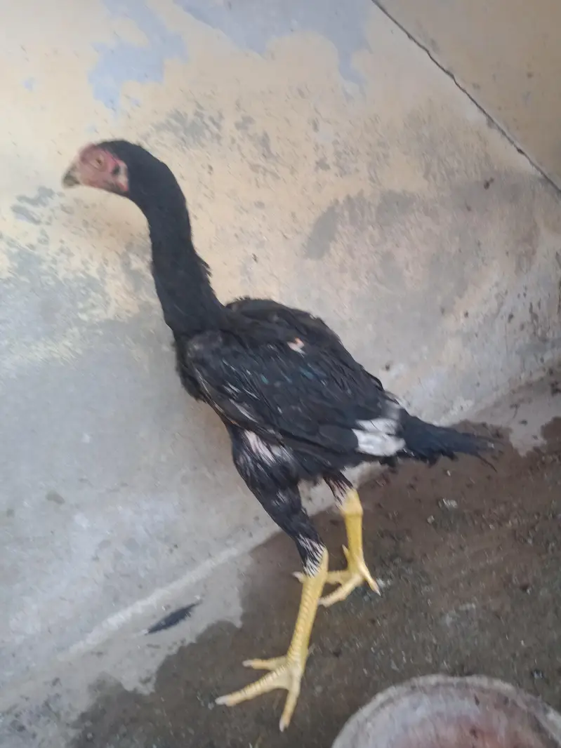 chick for sale — photo 4