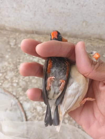 mutation finch k 5 pair hain