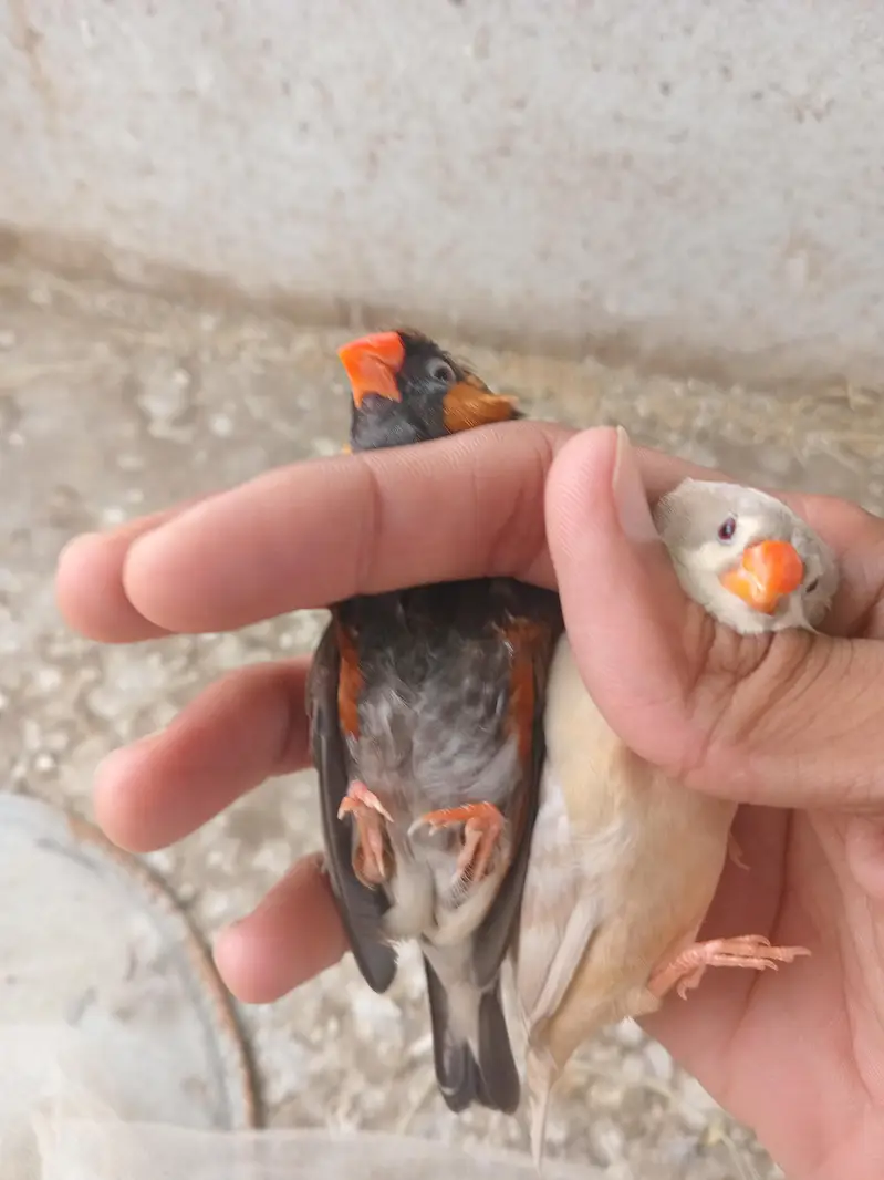 mutation finch k 5 pair hain — photo 2