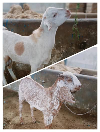 Teddi 2 dant and Cheena Kheera