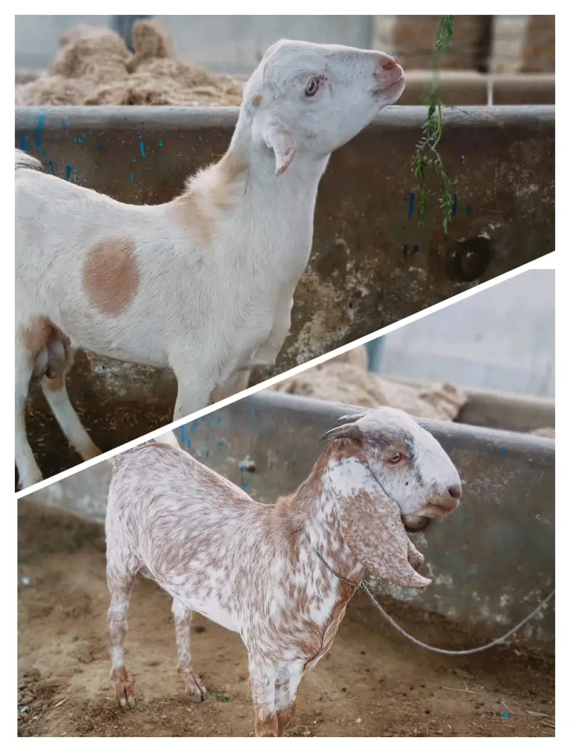 Teddi 2 dant and Cheena Kheera