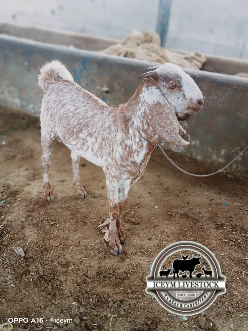 Teddi 2 dant and Cheena Kheera — photo 3