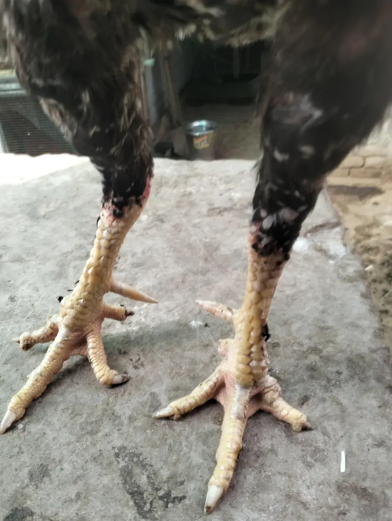 Aseel Parmoz Pair — photo 3