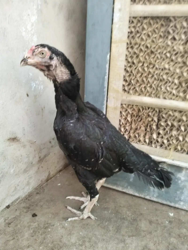 Aseel Parmoz Pair — photo 4