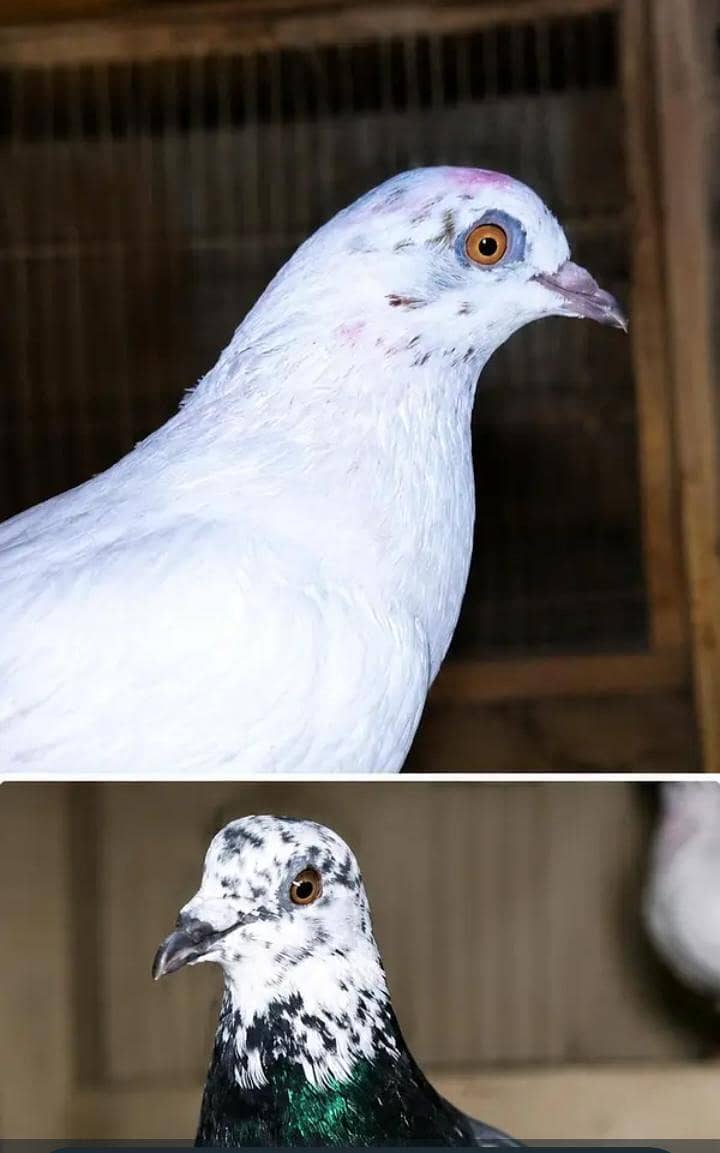 pegion 0