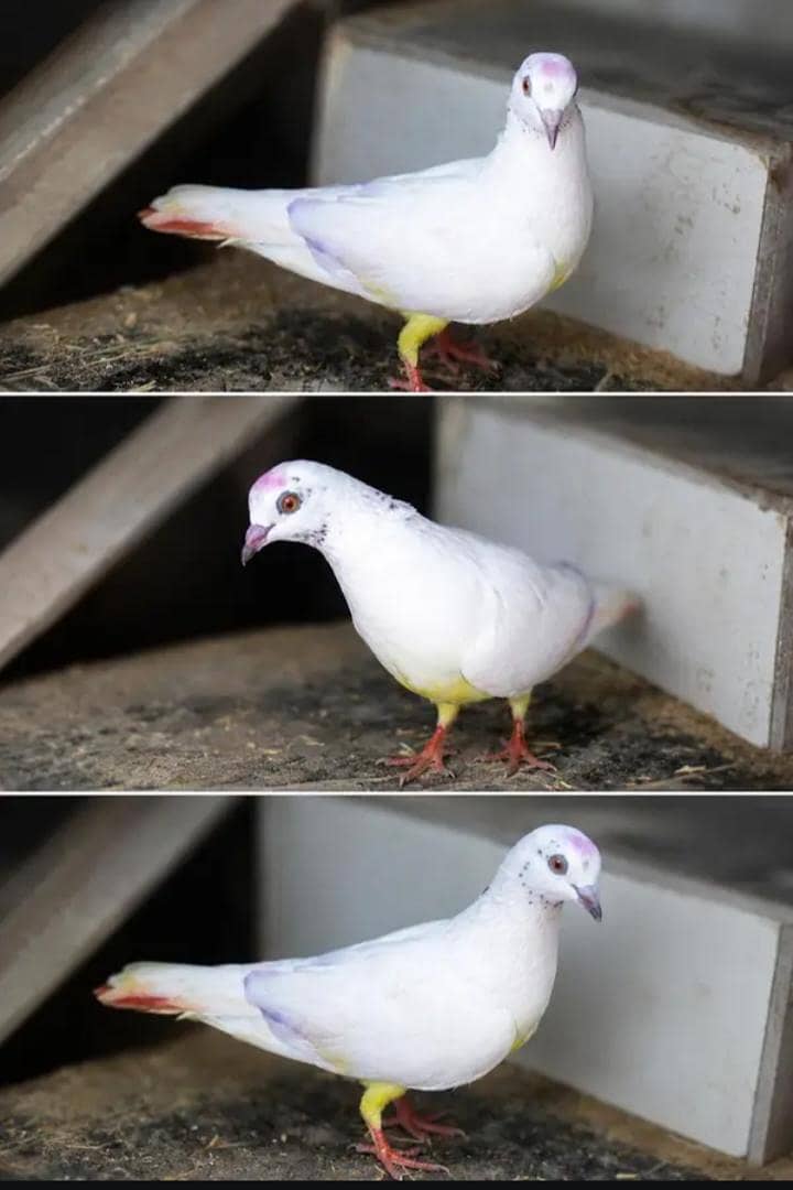 pegion 2
