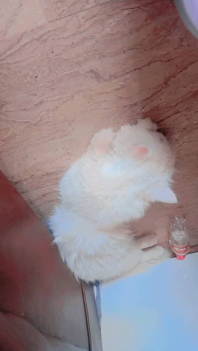 2 coted Persian Cats Male available for Sale