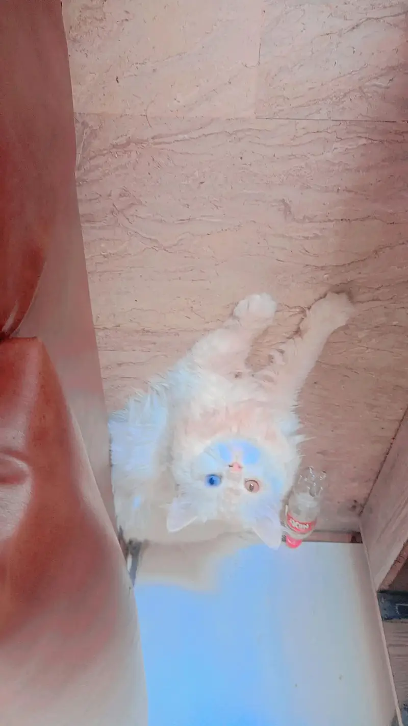 2 coted Persian Cats Male available for Sale — photo 2