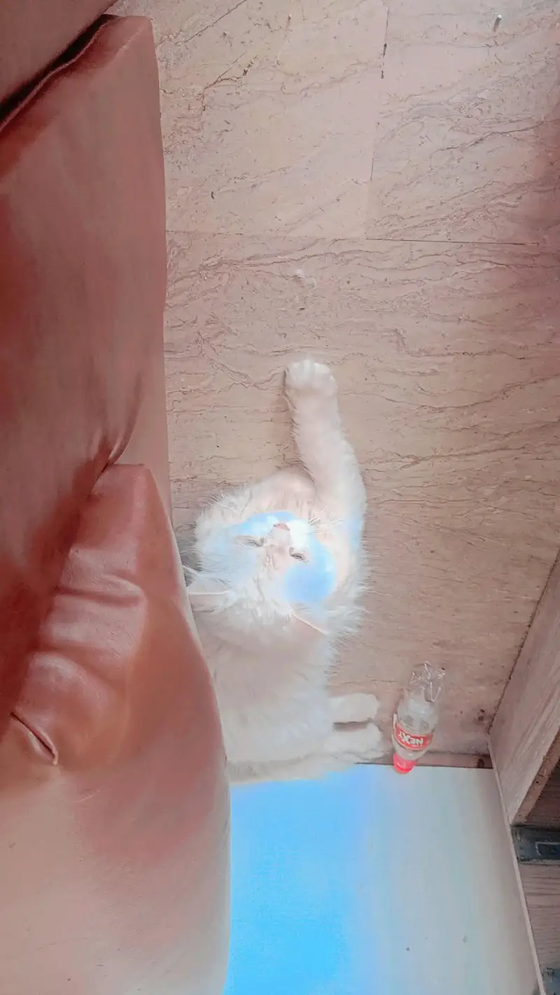 2 coted Persian Cats Male available for Sale — photo 3