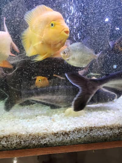 parrot fish pair yellow big size