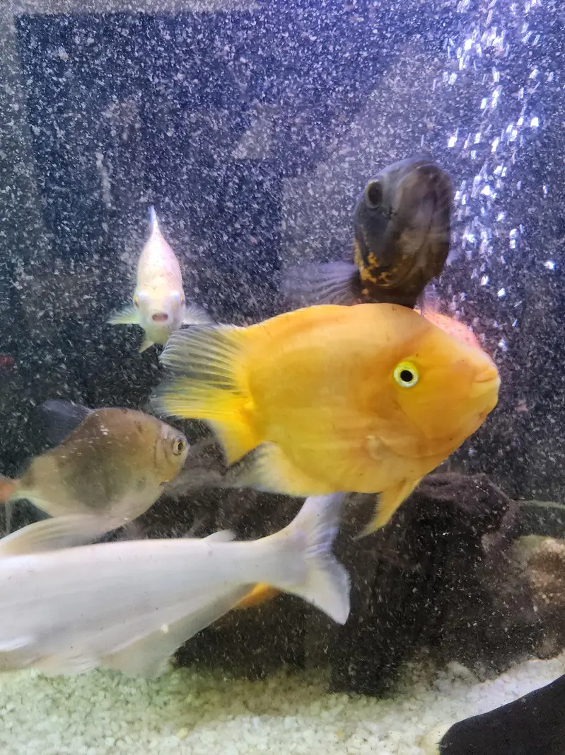 parrot fish pair yellow big size — photo 2