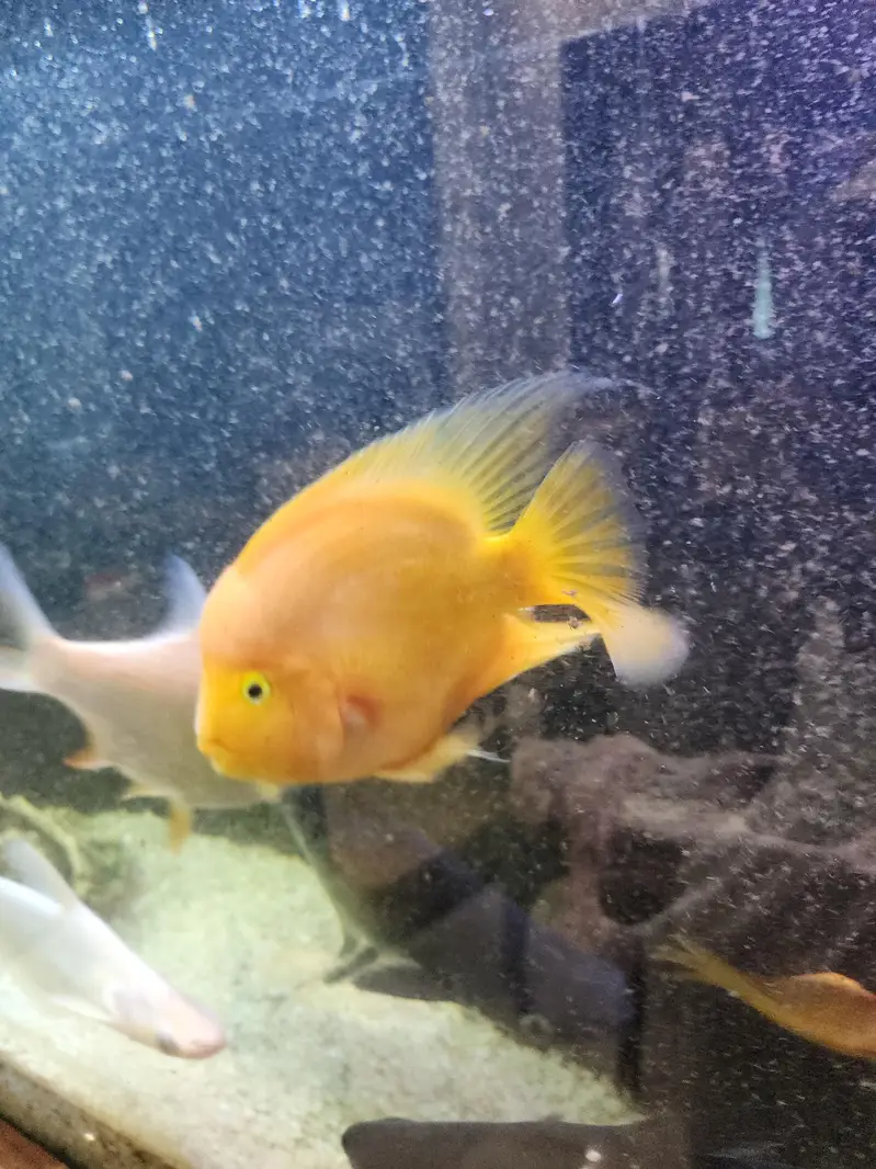 parrot fish pair yellow big size — photo 3