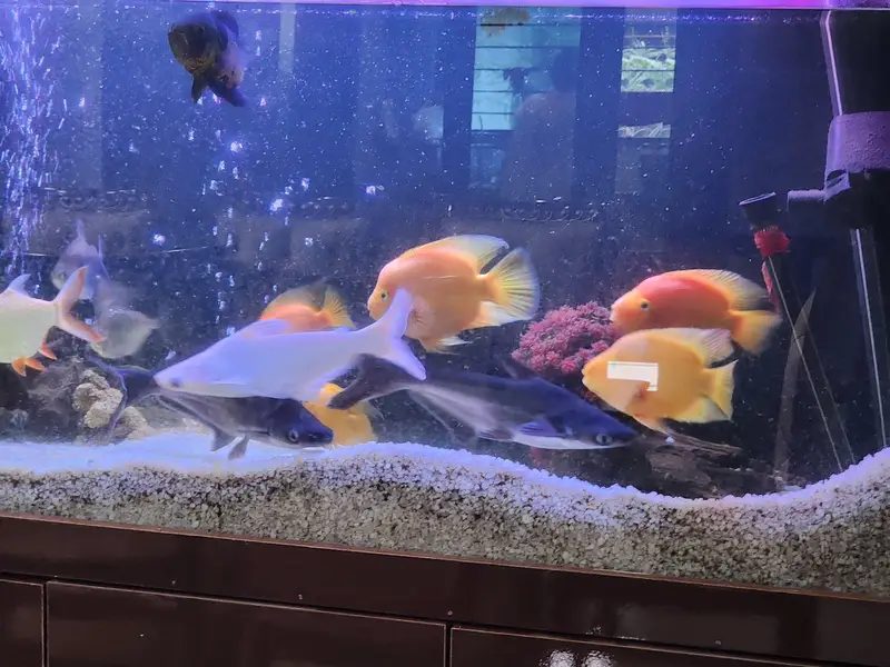 parrot fish pair yellow big size — photo 4