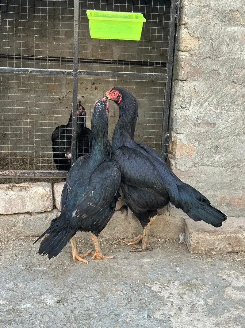 Aseel Female — photo 2