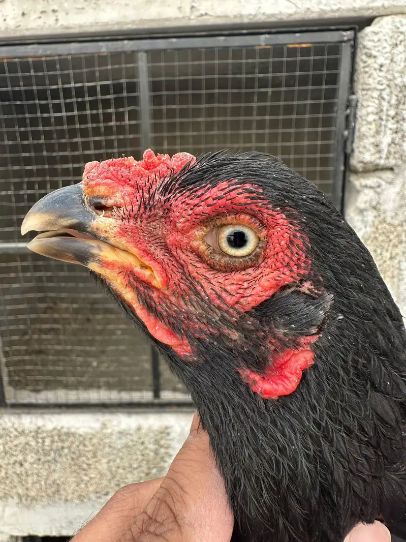 Aseel Female — photo 3