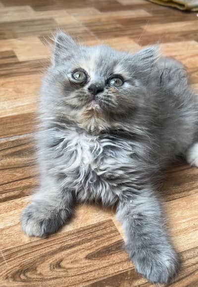 PERSIAN KITTEN