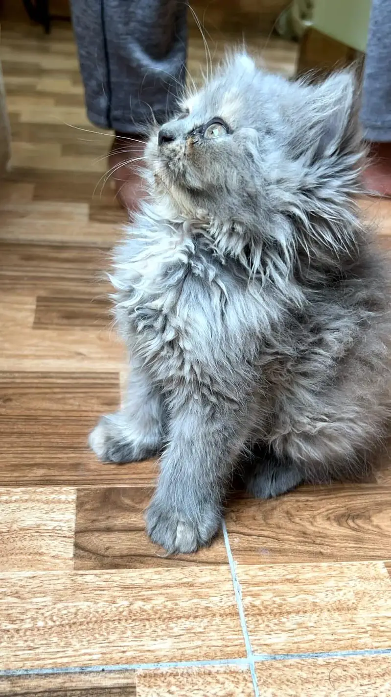 PERSIAN KITTEN — photo 3
