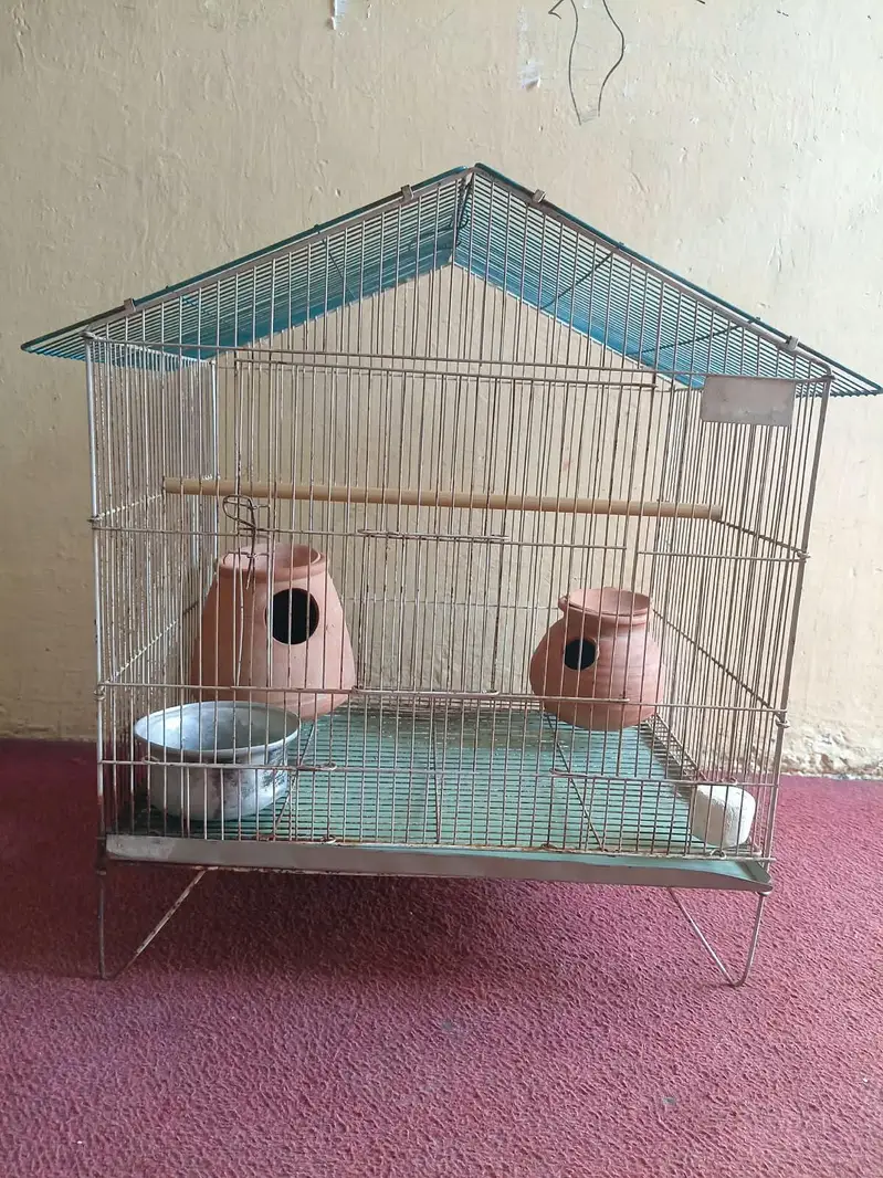 Large Bird Cage with 4 Healthy Zebra Finches (Complete Package)