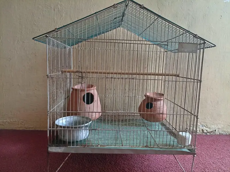 Large Bird Cage with 4 Healthy Zebra Finches (Complete Package) — photo 2