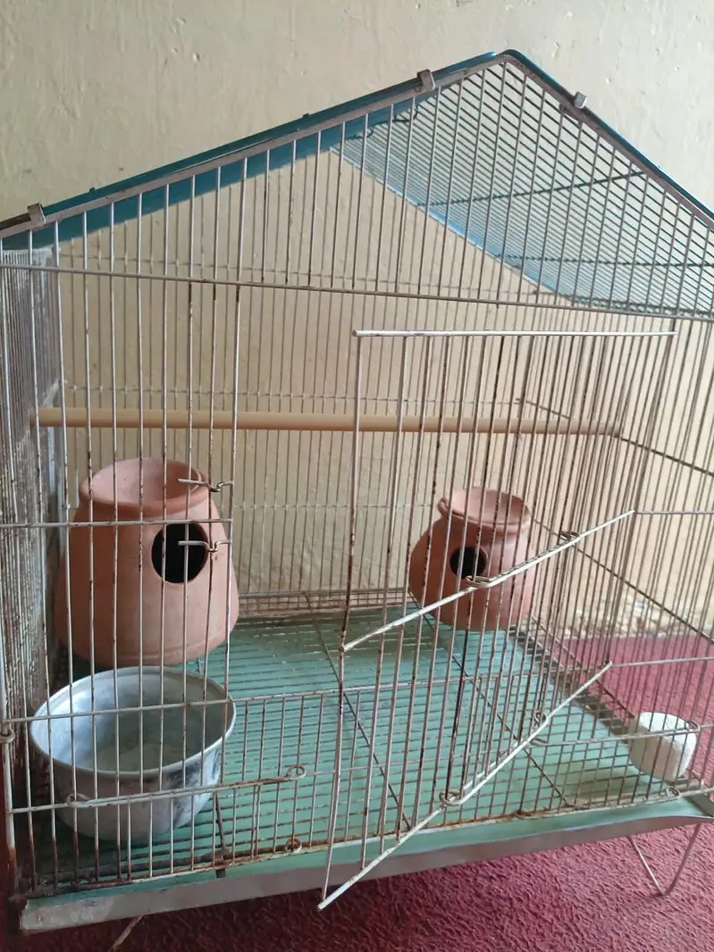 Large Bird Cage with 4 Healthy Zebra Finches (Complete Package) — photo 3