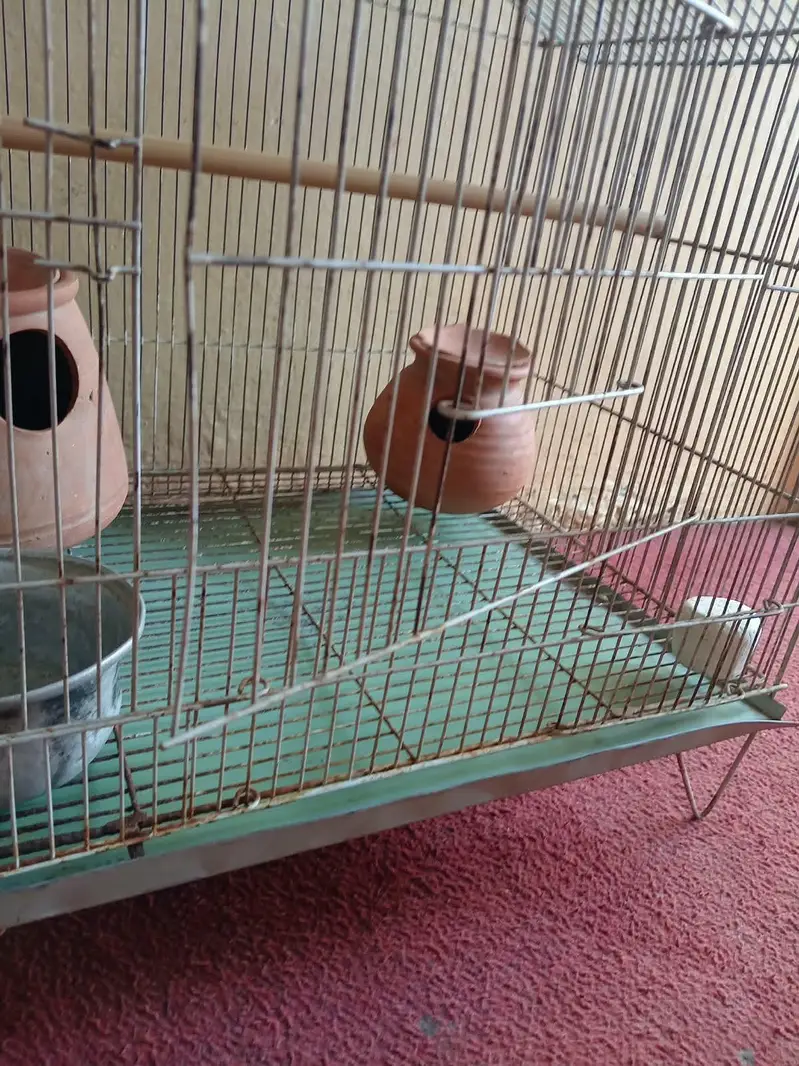 Large Bird Cage with 4 Healthy Zebra Finches (Complete Package) — photo 4