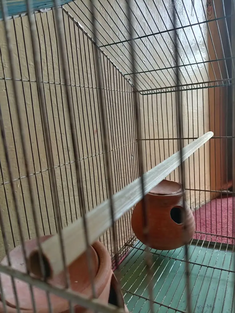Large Bird Cage with 4 Healthy Zebra Finches (Complete Package) — photo 5