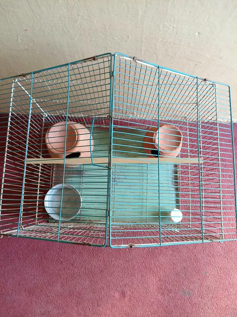 Large Bird Cage with 4 Healthy Zebra Finches (Complete Package) — photo 6
