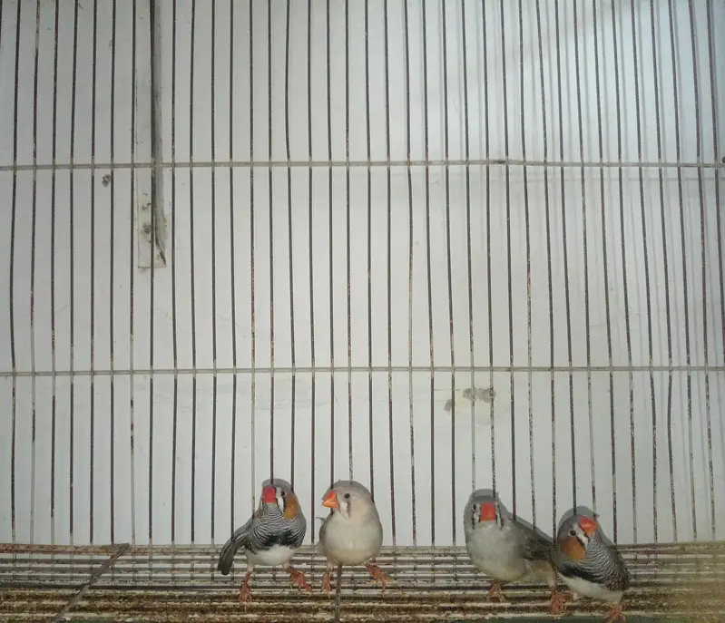 Large Bird Cage with 4 Healthy Zebra Finches (Complete Package) — photo 9