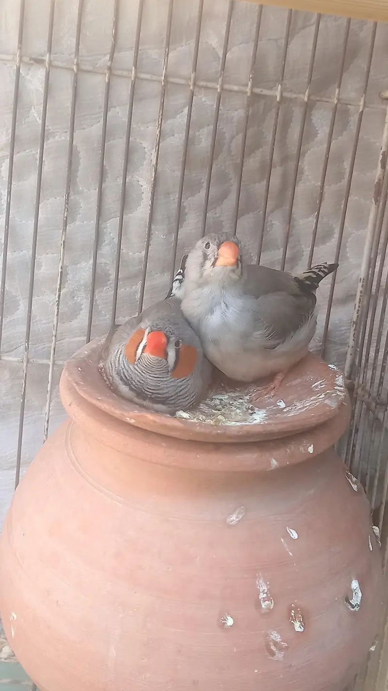 Large Bird Cage with 4 Healthy Zebra Finches (Complete Package) — photo 10