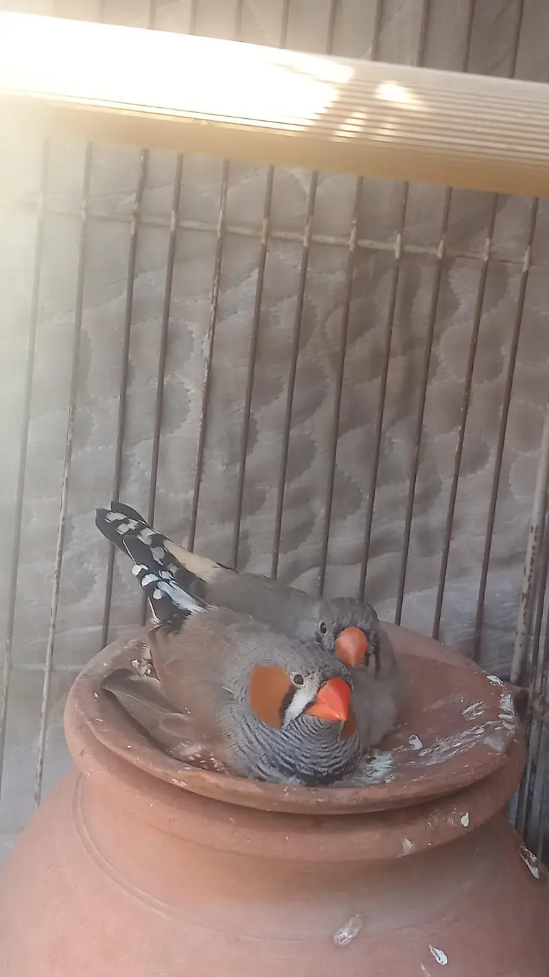 Large Bird Cage with 4 Healthy Zebra Finches (Complete Package) — photo 11