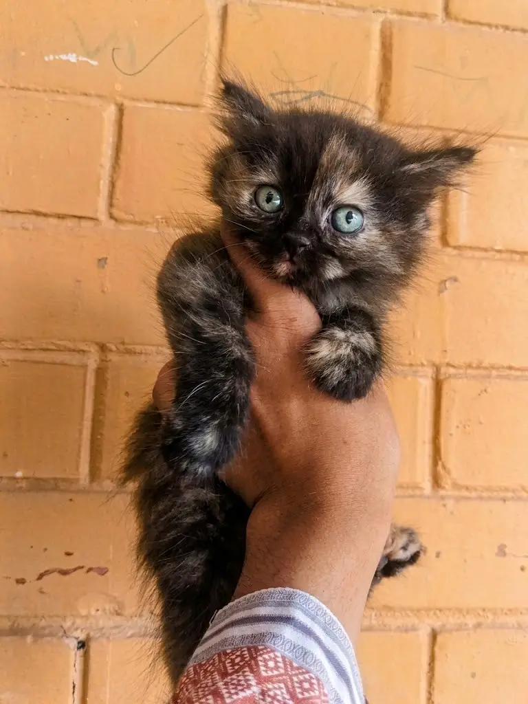 Fluffy Tortoiseshell Kitten — photo 3