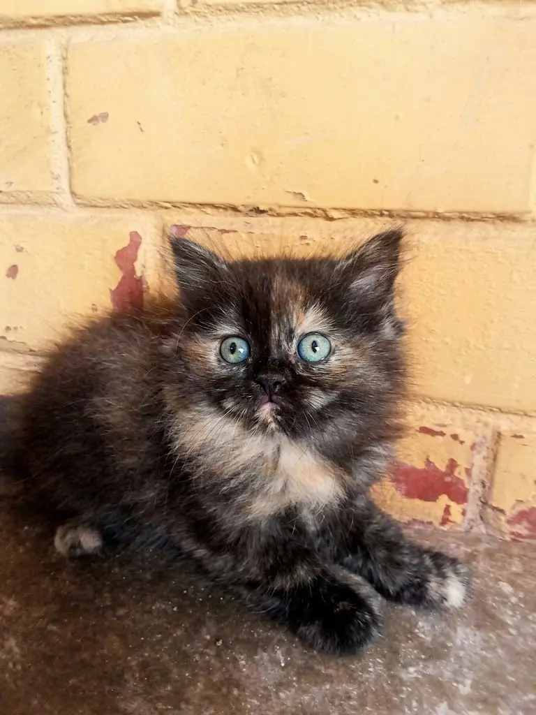 Fluffy Tortoiseshell Kitten — photo 2