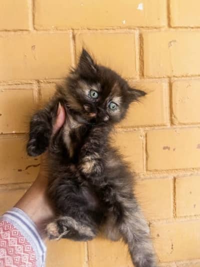 Fluffy Tortoiseshell Kitten
