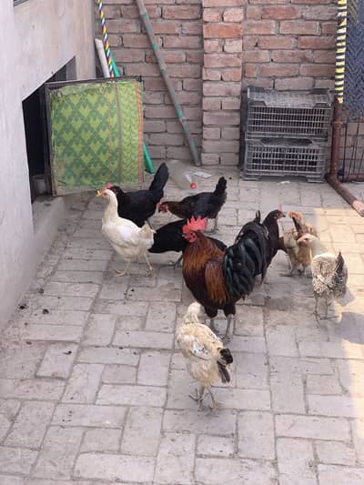 dasi murgiya