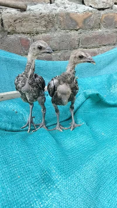 Dragon chicks