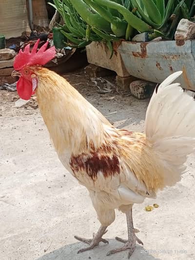 Rooster for sale