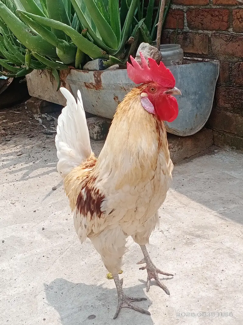 Rooster for sale — photo 2