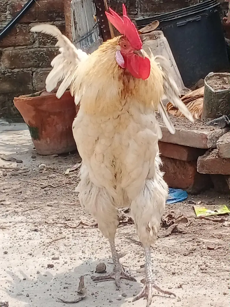 Rooster for sale — photo 3