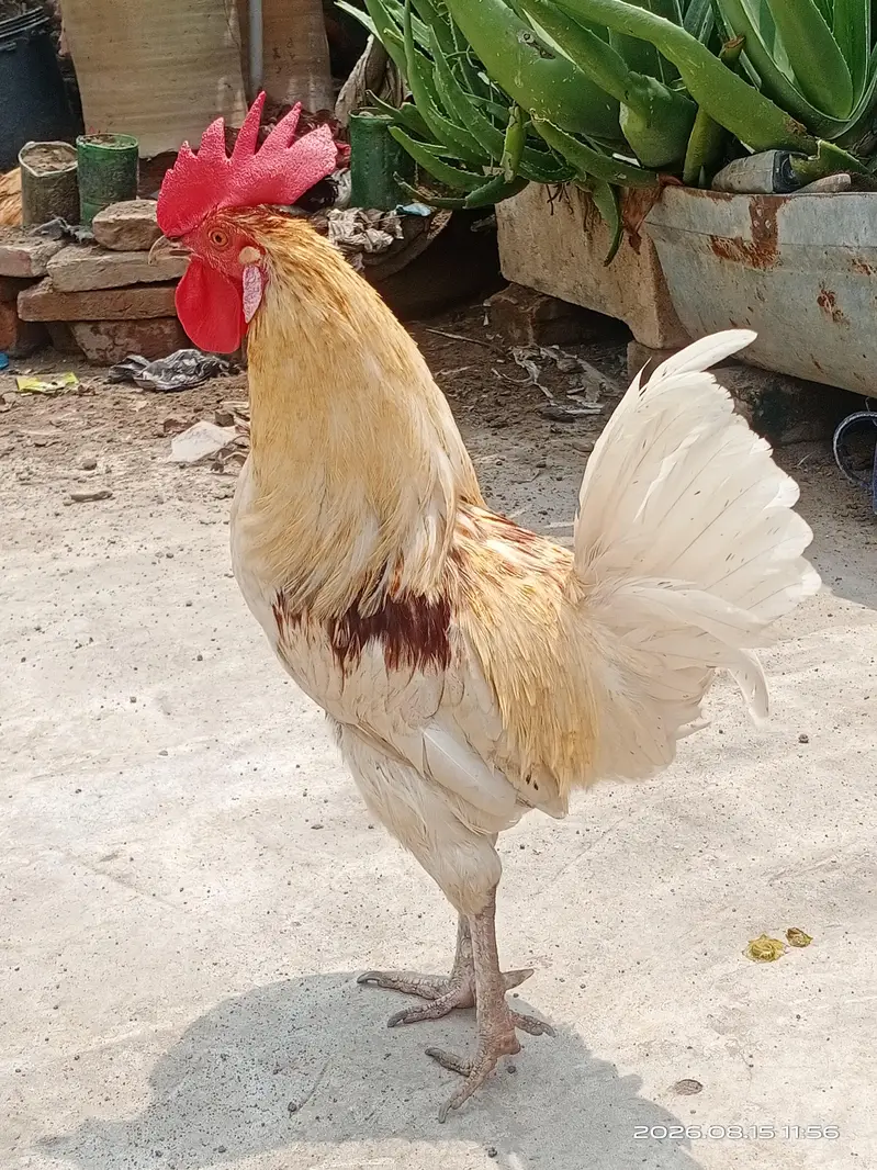 Rooster for sale — photo 4