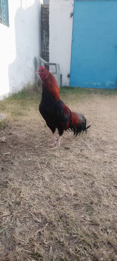 For sale location abbottabad