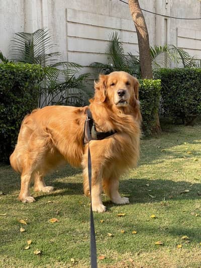 Golden Retriever Puppies Available For Good Home
