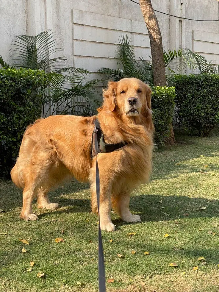 Golden Retriever Puppies Available For Good Home