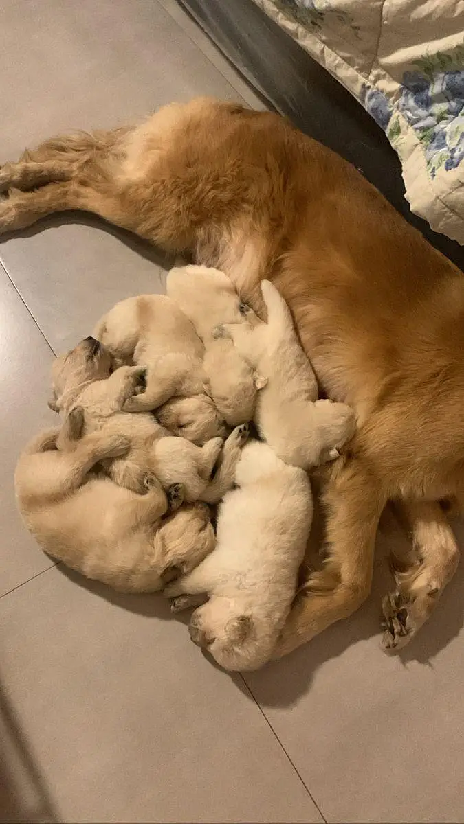 Golden Retriever Puppies Available For Good Home — photo 2