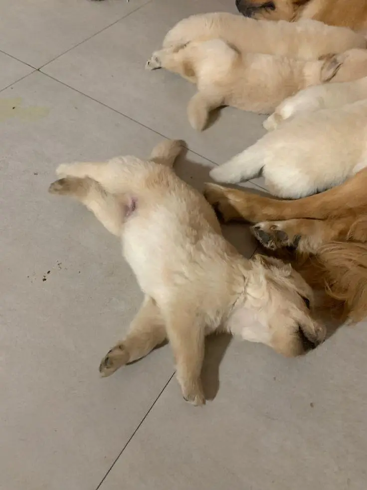 Golden Retriever Puppies Available For Good Home — photo 3